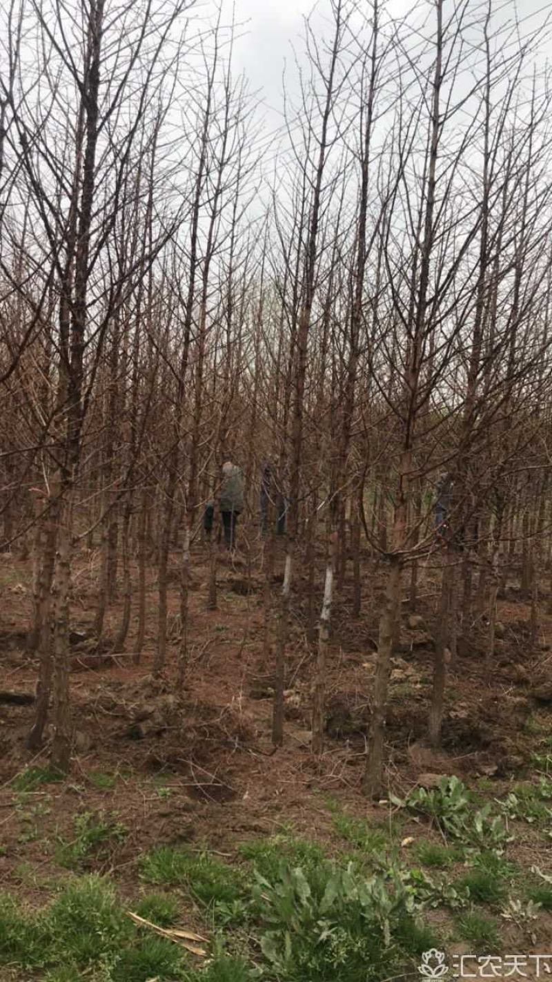 供应各种规格水杉树、落羽杉。