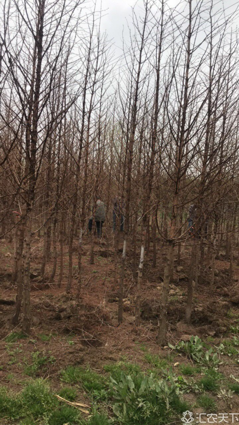 供应各种规格水杉树、落羽杉。