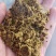 厂家直供牛羊用棉籽饼，新疆面饼，保质保量。