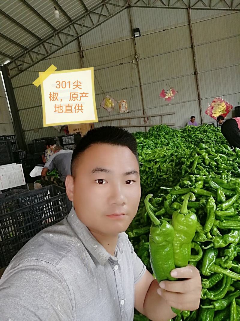 鲜辣椒301辣椒对接市场批发超市，原产地直发一手货源