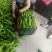 鲜辣椒301辣椒对接市场批发超市，原产地直发一手货源