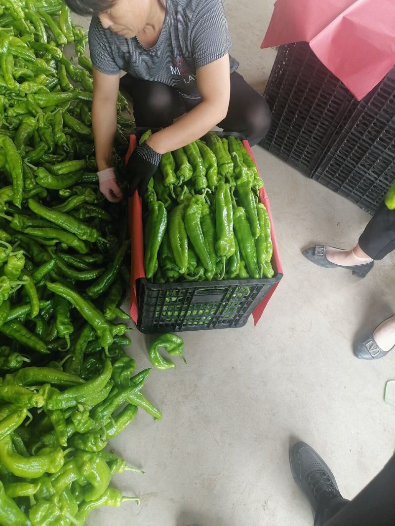 鲜辣椒301辣椒对接市场批发超市，原产地直发一手货源