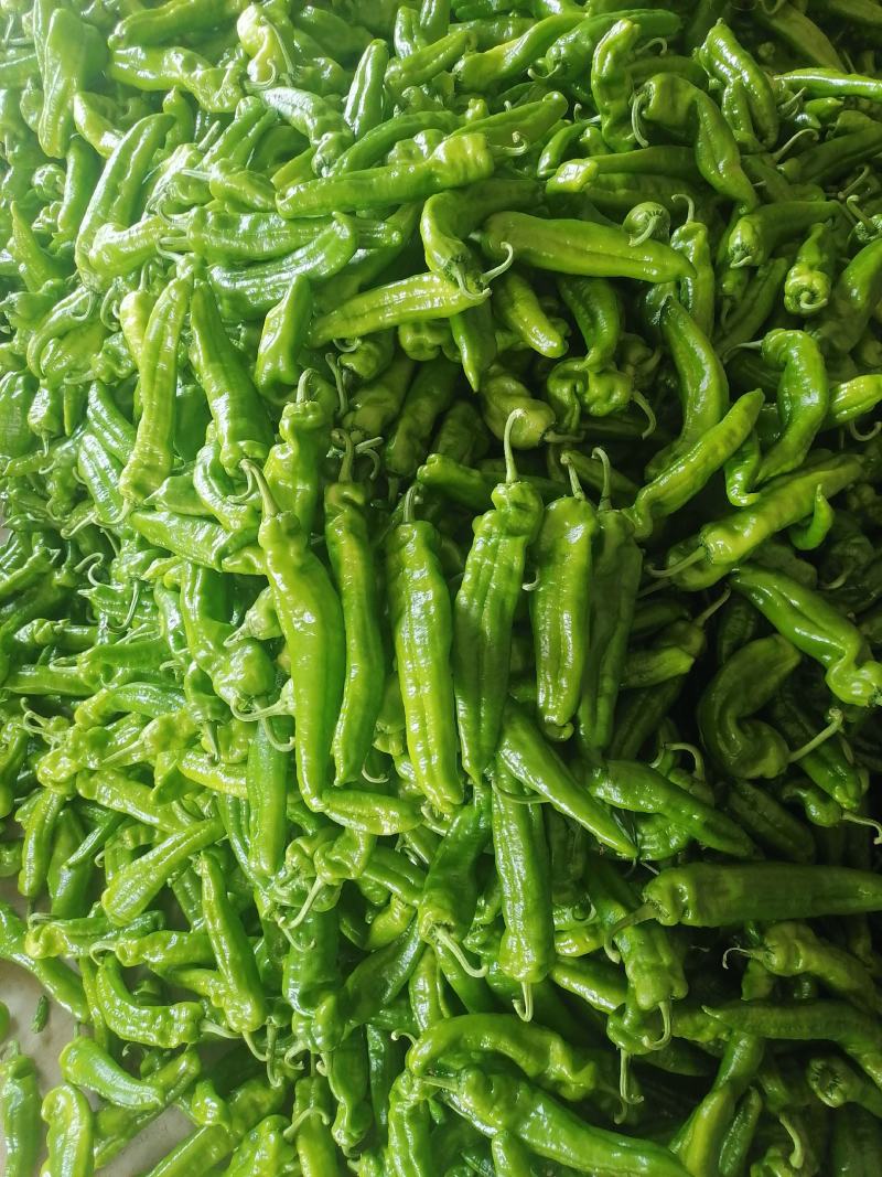 鲜辣椒301辣椒对接市场批发超市，原产地直发一手货源
