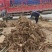 泡桐树根泡桐种根泡桐树种根大量供应中……