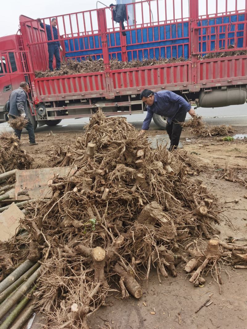泡桐树根泡桐种根泡桐树种根大量供应中……