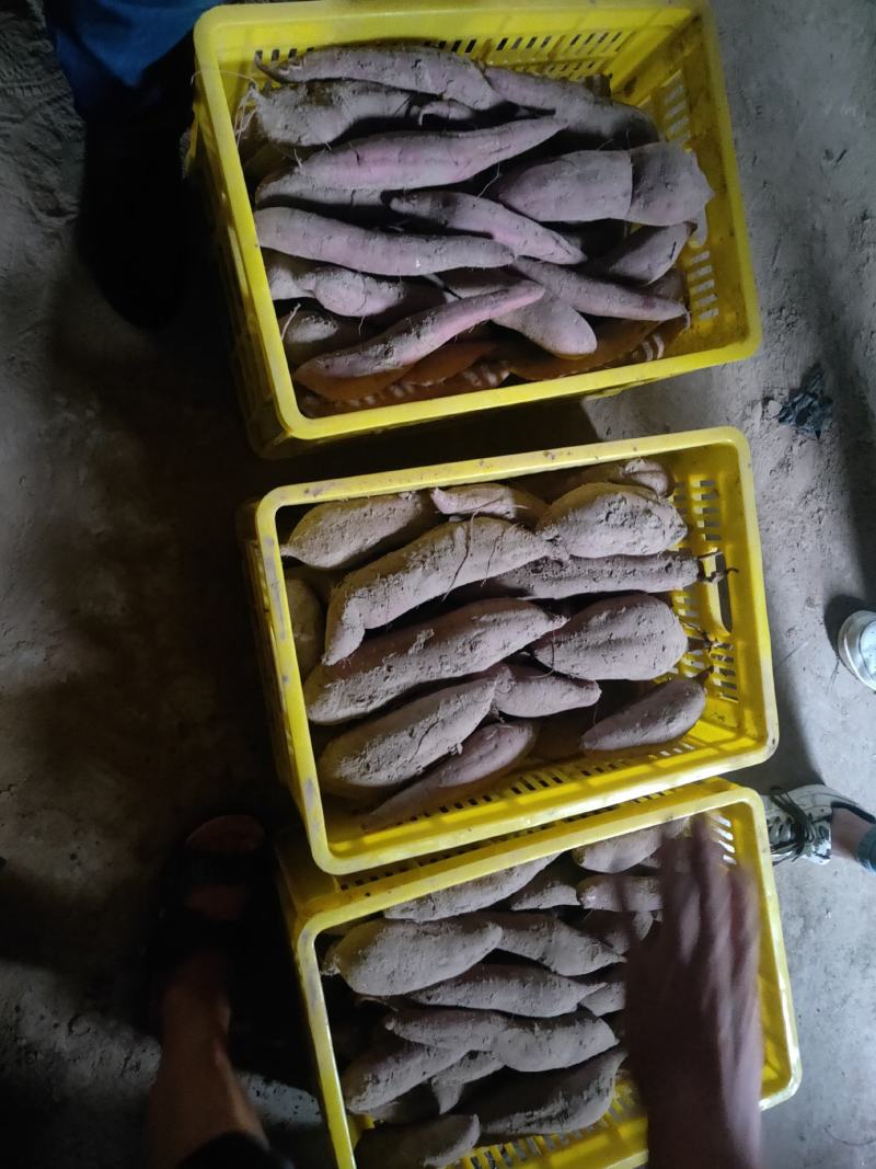 临渭区红薯