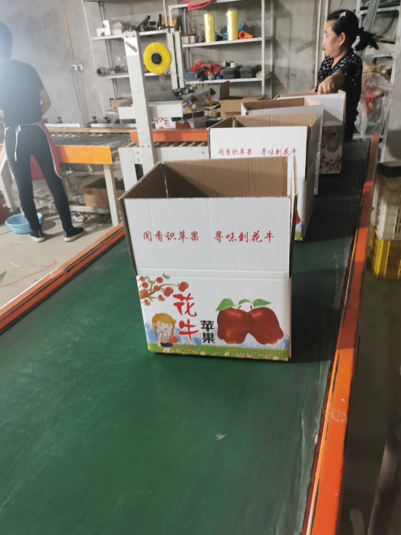 本公司长年做水果供应，流水线打包，品质效率都有保证