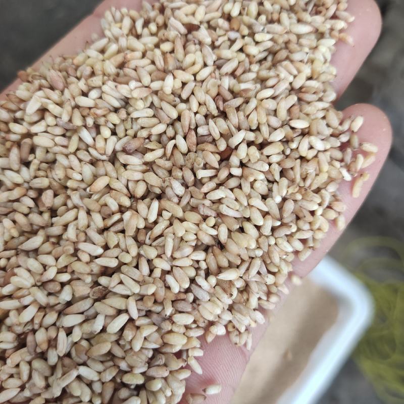 柏子仁统货1000g.起批关书药业批发中药材