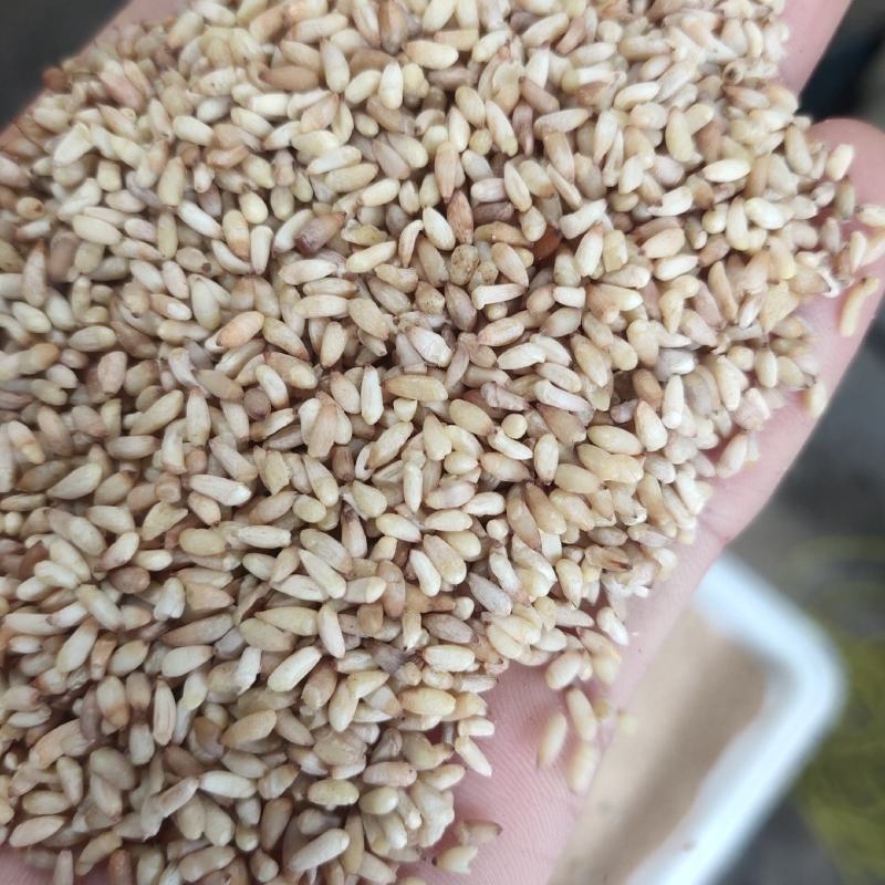 柏子仁统货1000g.起批关书药业批发中药材
