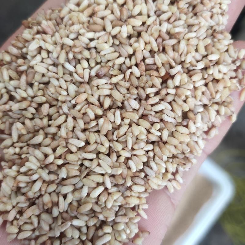 柏子仁统货1000g.起批关书药业批发中药材