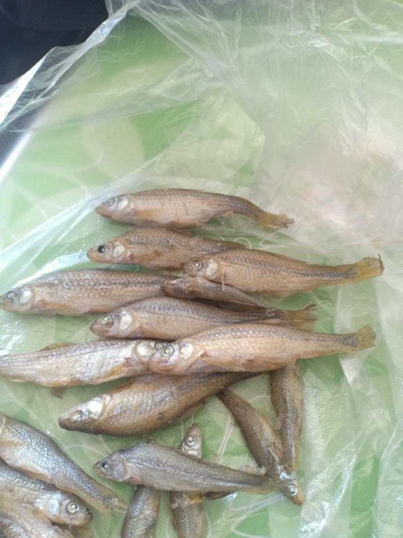 天然河鱼鲫鱼渔场大量供货有需要的老板电话联系