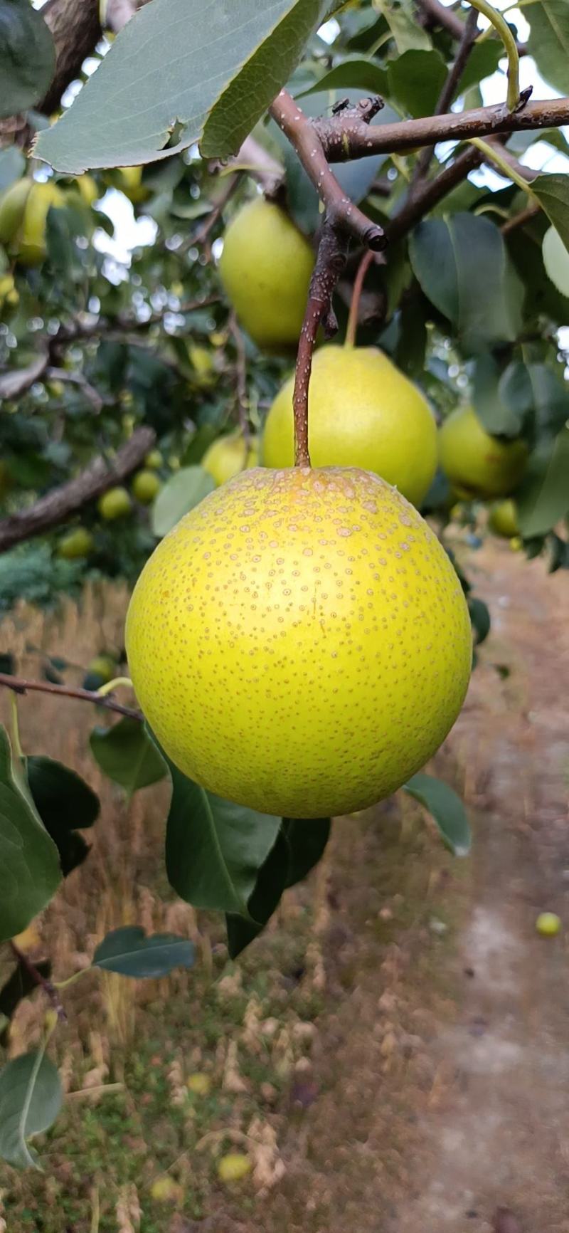 河北雪花梨肉厚多计，自家果园，口感好