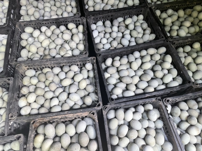 麻壳松花蛋批发大量供应价格美丽质量保证欢迎进店