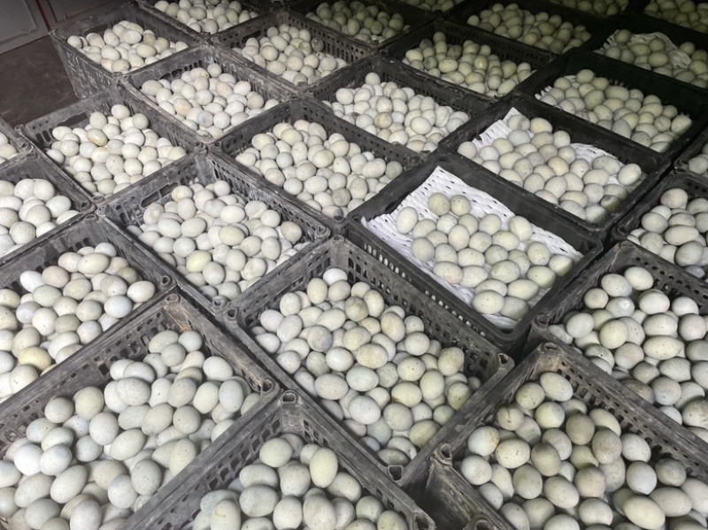 麻壳松花蛋批发大量供应价格美丽质量保证欢迎进店
