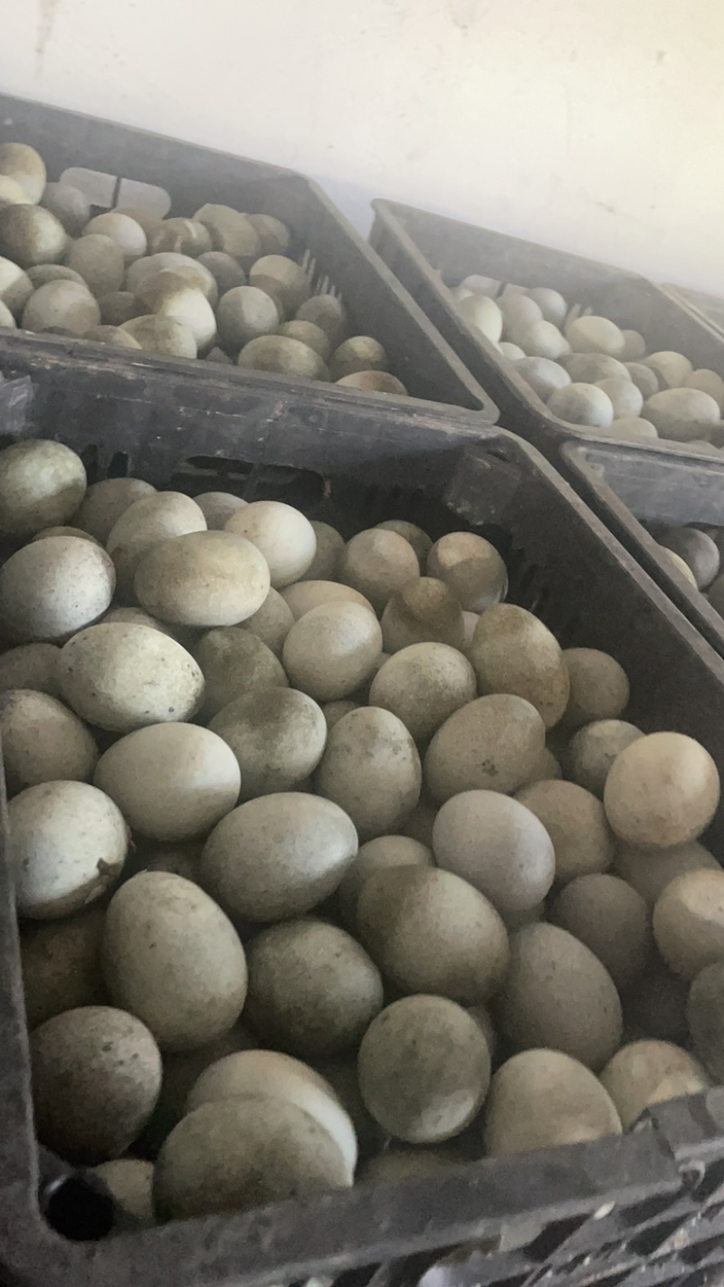 麻壳松花蛋批发大量供应价格美丽质量保证欢迎进店