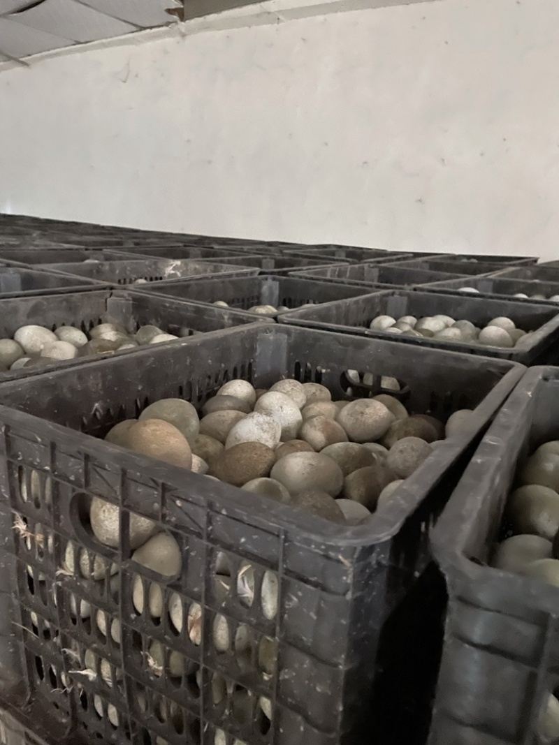麻壳松花蛋批发大量供应价格美丽质量保证欢迎进店
