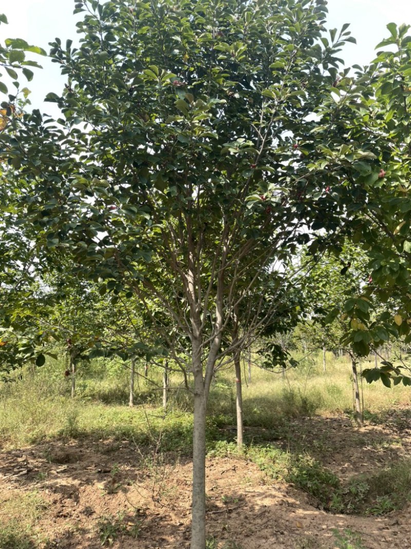 红玉兰，截头发帽红玉兰，出圃2000棵，质优价廉