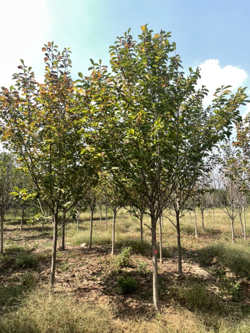 红玉兰，截头发帽红玉兰，出圃2000棵，质优价廉