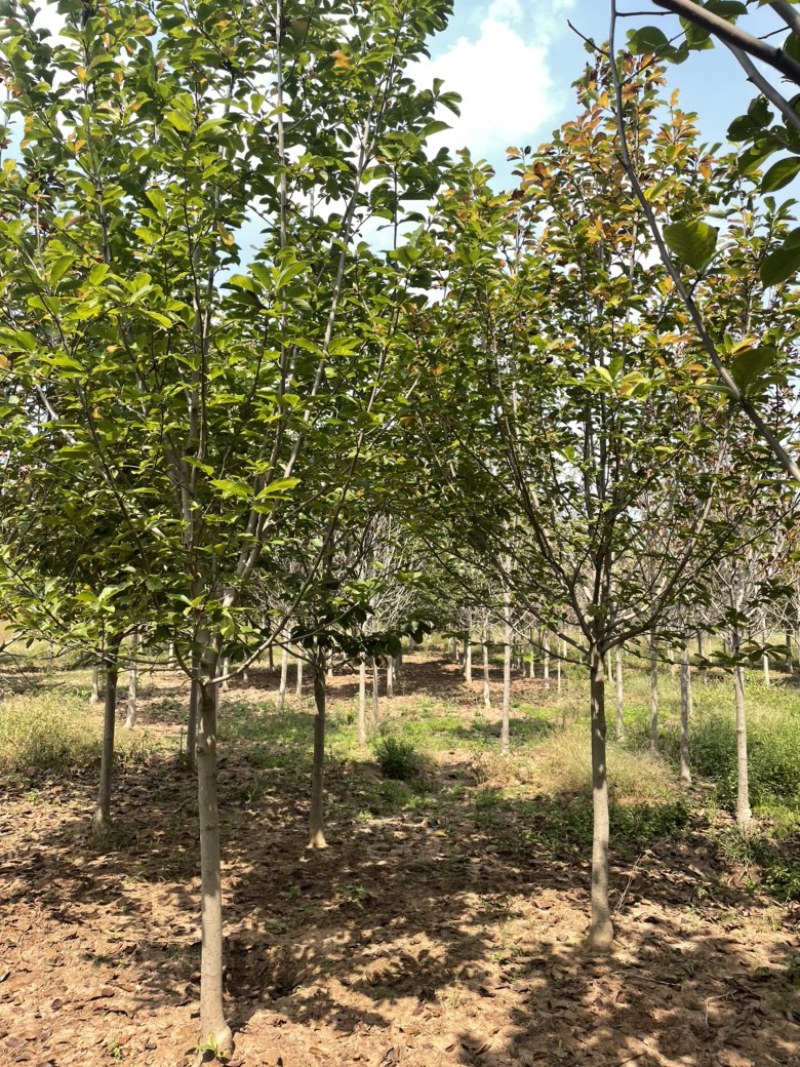 红玉兰，截头发帽红玉兰，出圃2000棵，质优价廉