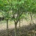 樱花，现有早樱，晚樱，染井吉野，5到20公分出售