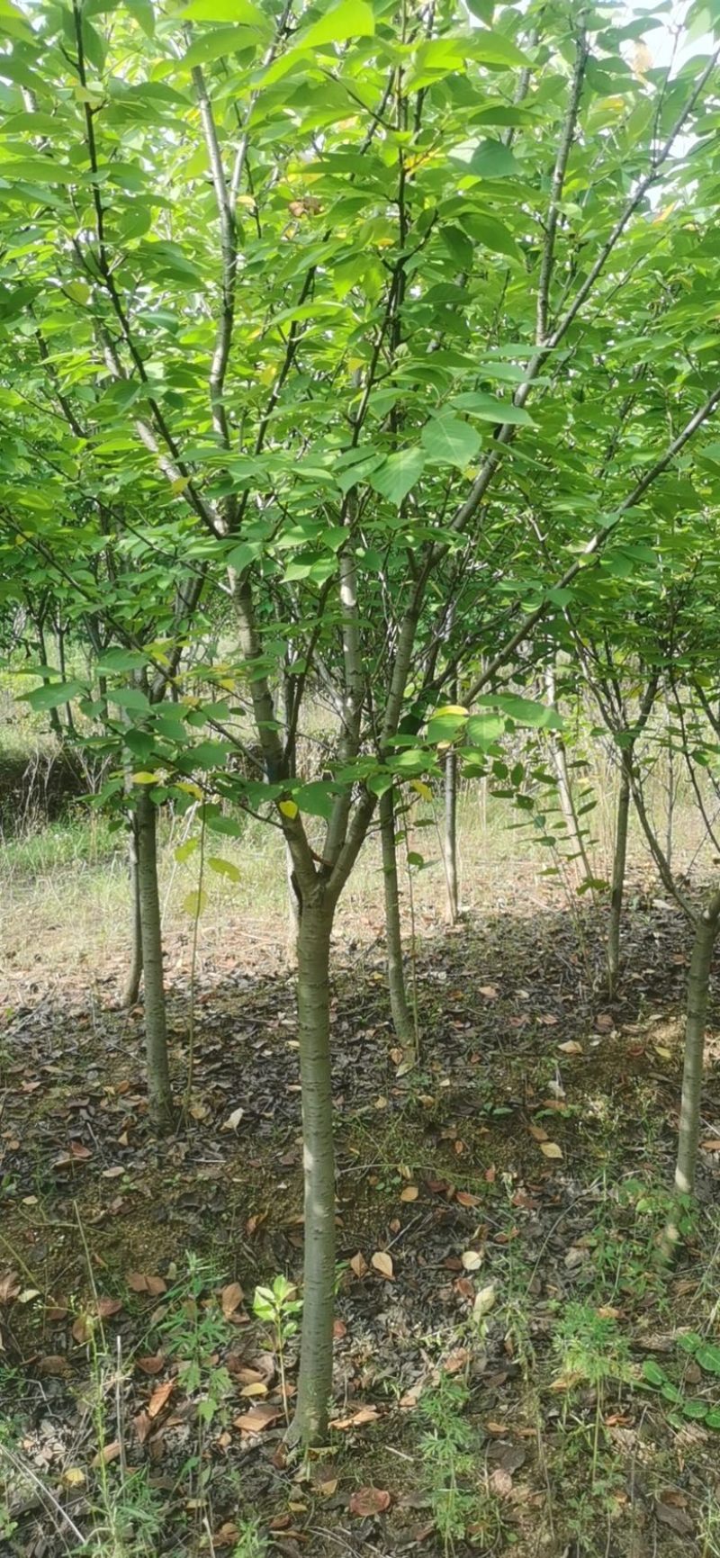 樱花，现有早樱，晚樱，染井吉野，5到20公分出售