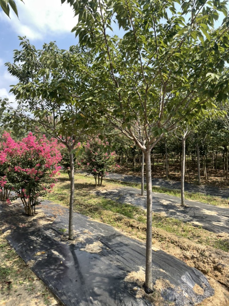 樱花，现有早樱，晚樱，染井吉野，5到20公分出售