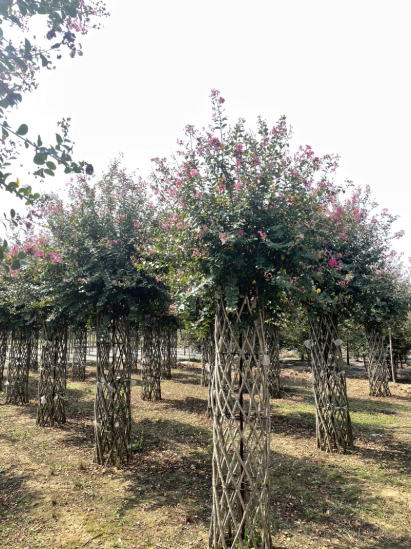 樱花，现有早樱，晚樱，染井吉野，5到20公分出售