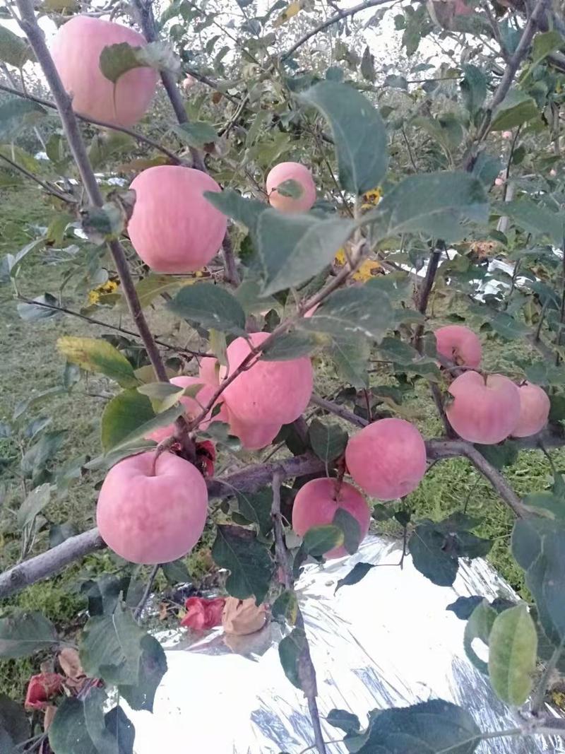 陕西省咸阳地区礼泉附近纸袋红富士苹果色好果个大