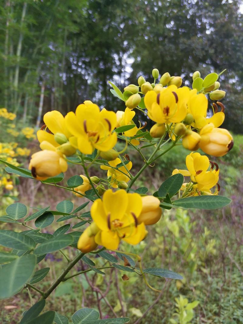 黄金挴苗：又叫黄槐，灌木型品种，金黄的花开满树枝像似腊梅