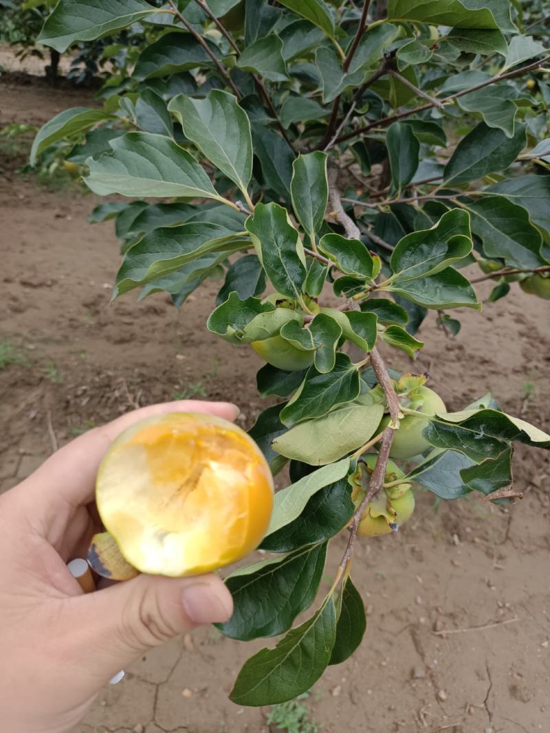 巧克力甜脆柿子，直接啃着就能吃。多重水果混合味