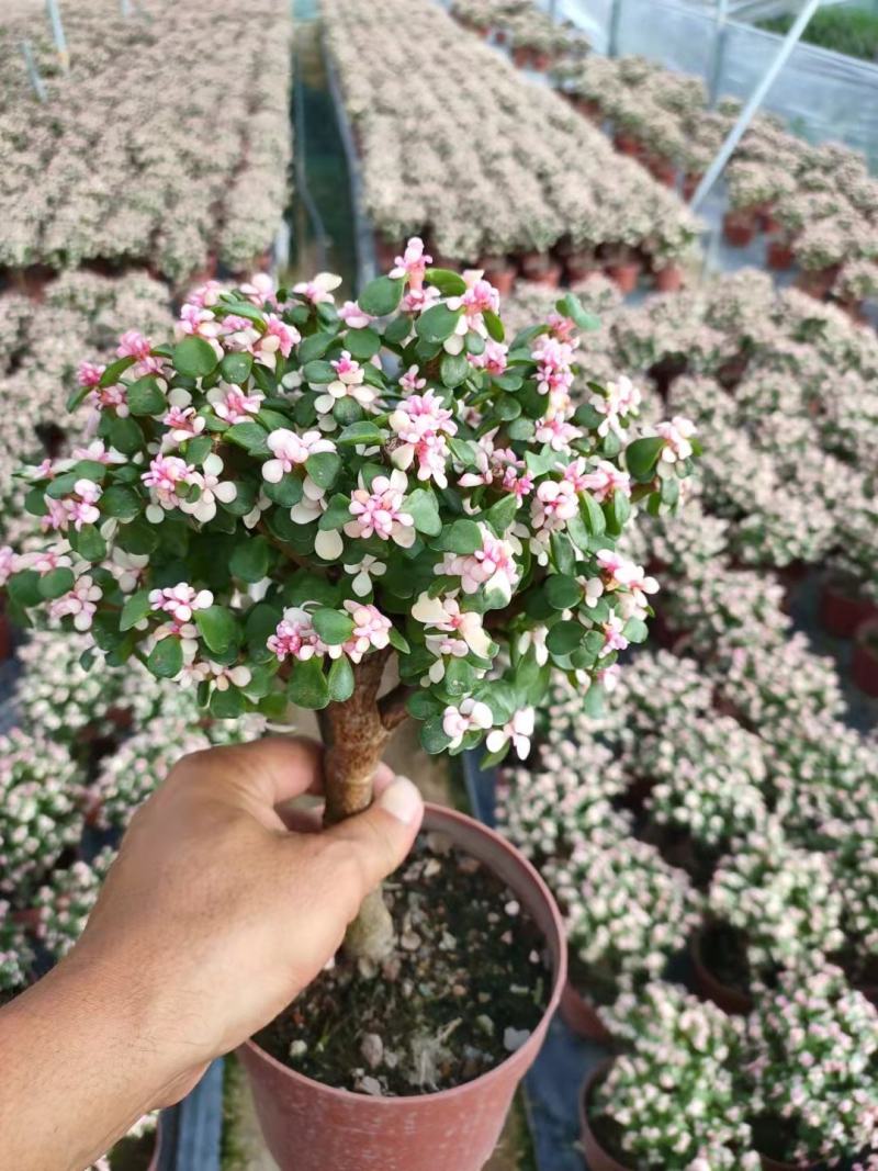 金枝玉叶锦老桩基地批发价不包邮发物流