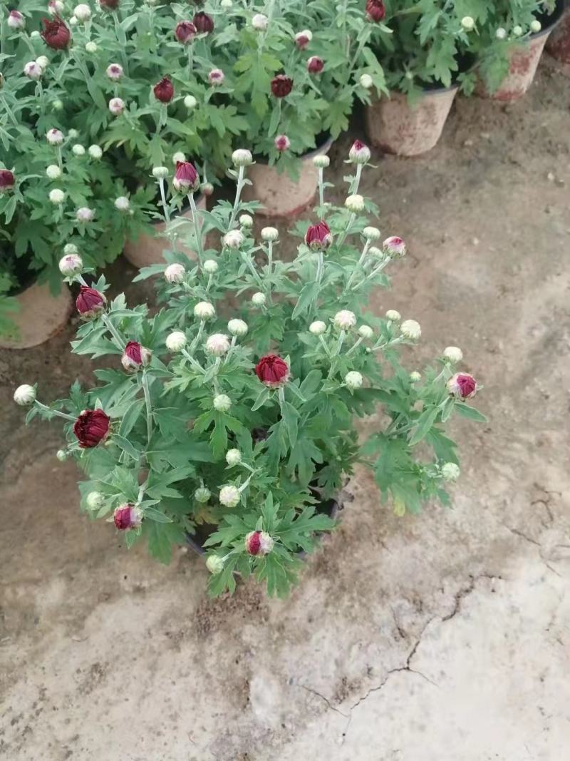 国庆菊红色黄色开花好