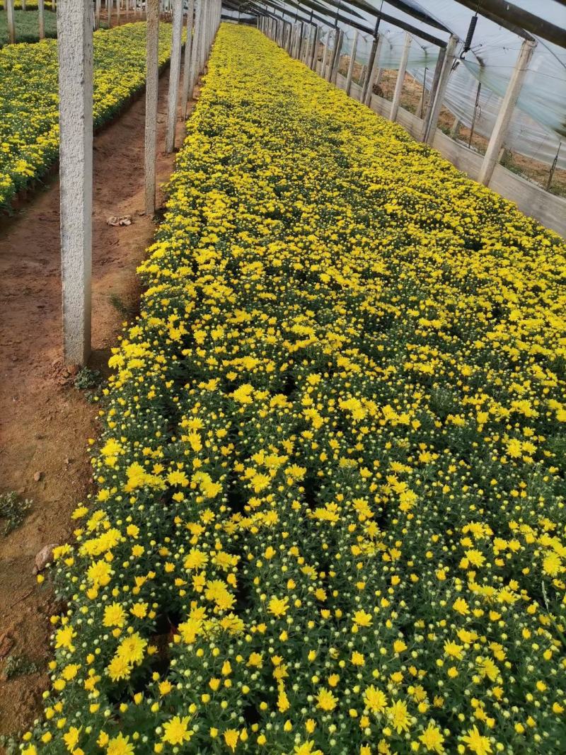 国庆菊红色黄色开花好