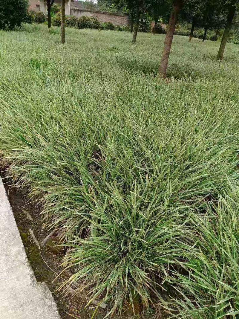 四川成都温江区银边吉祥草，货源充足，批发价