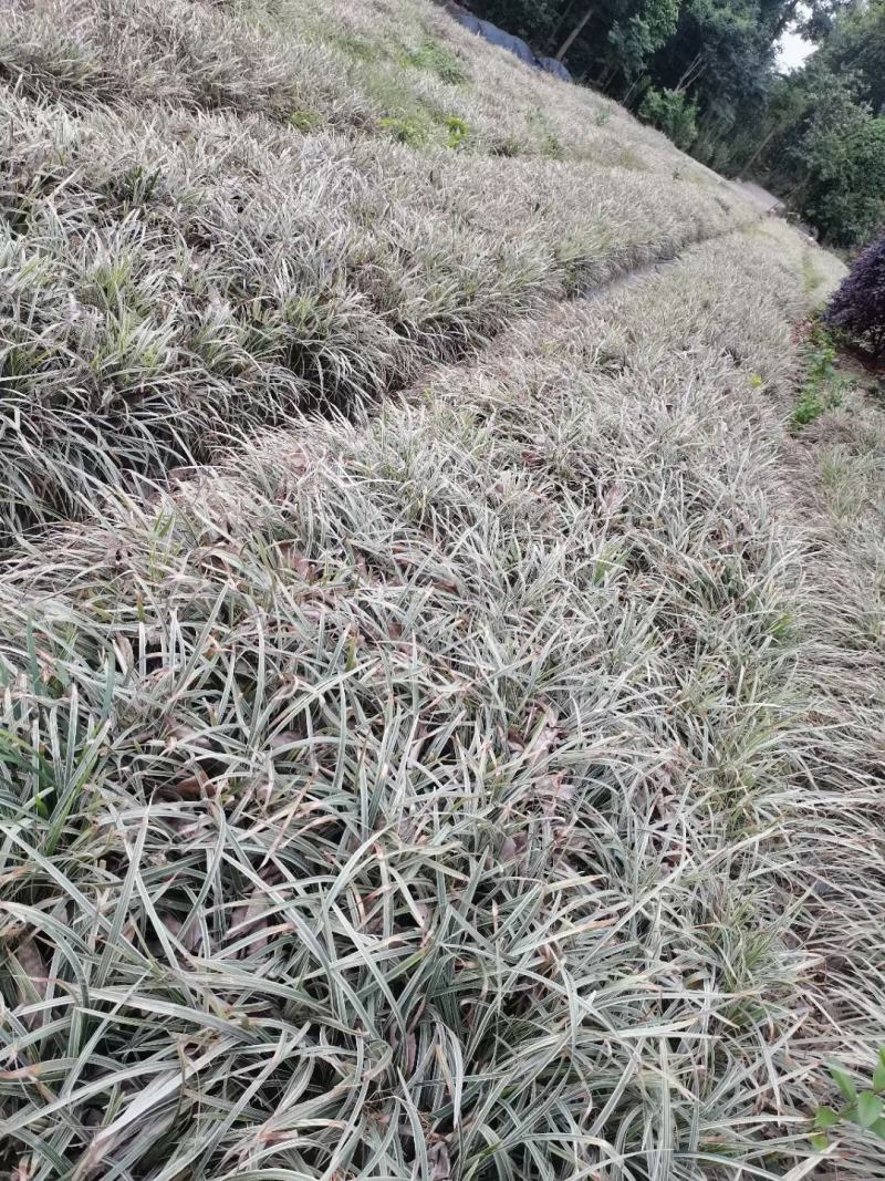 四川成都温江区银边吉祥草，货源充足，批发价