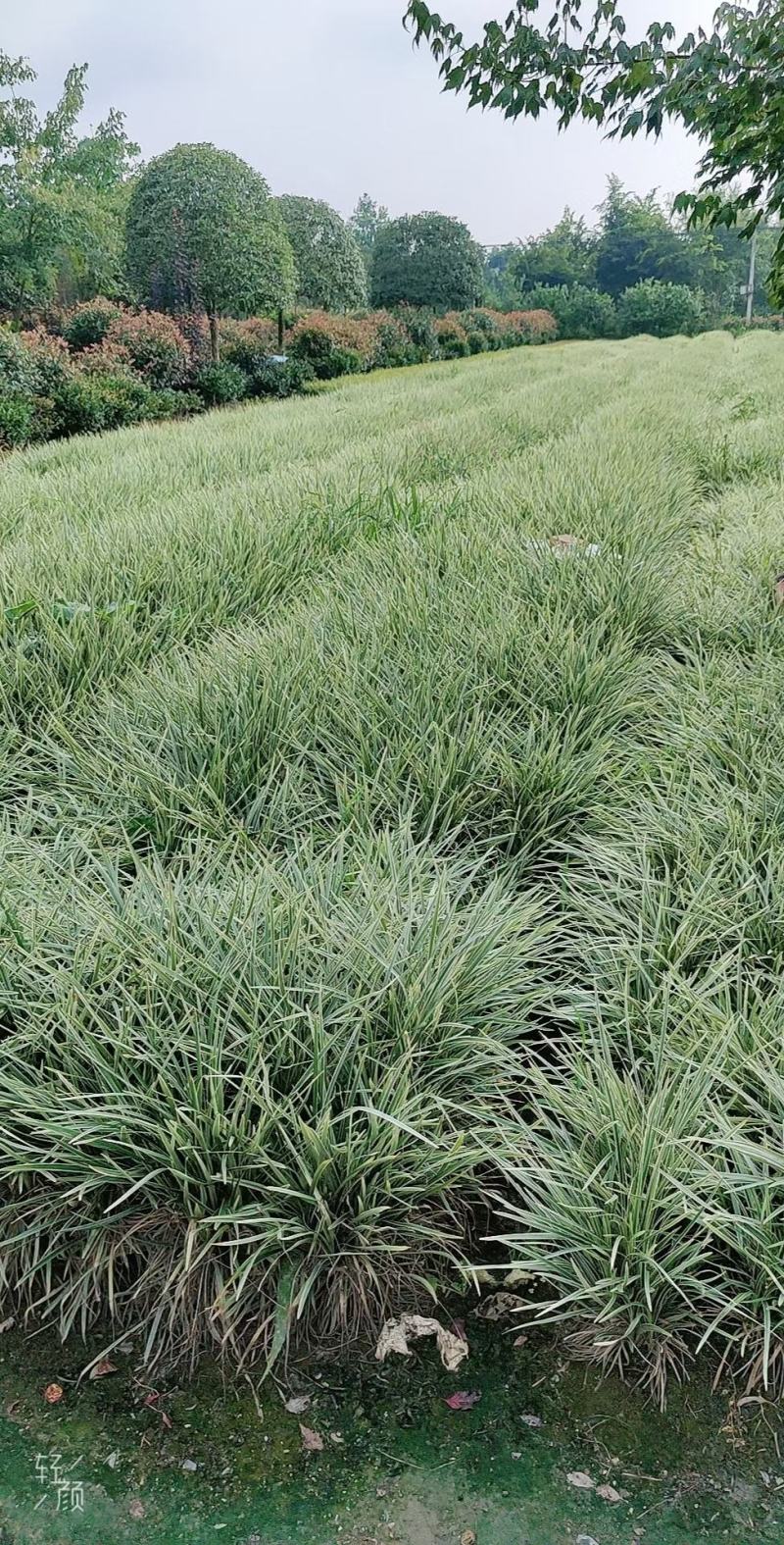 四川成都温江区银边吉祥草，货源充足，批发价