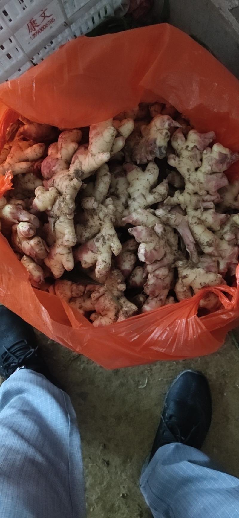 鲜姜大量上市，市场电商平台可以下单过来