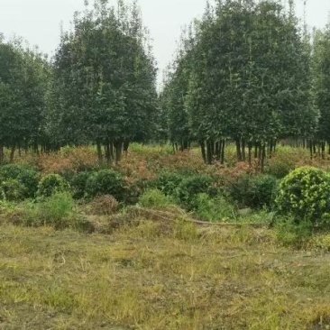 丛生桂花自家基地直销各规格齐全量大从优欢迎选购
