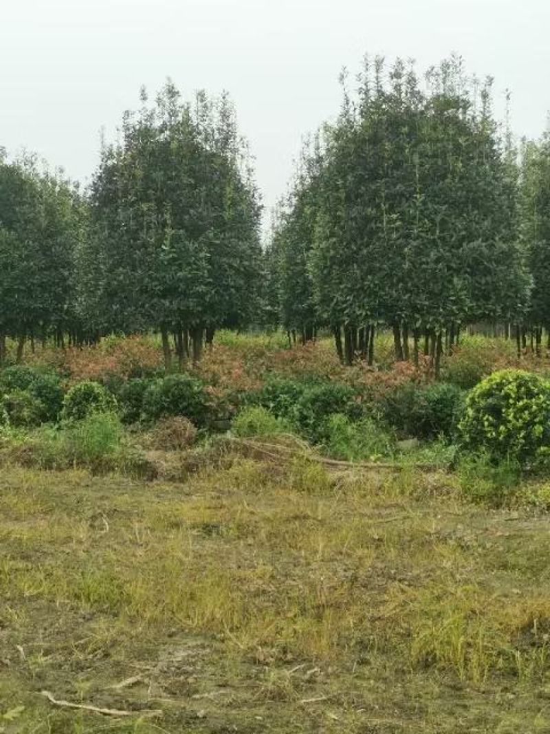 丛生桂花自家基地直销各规格齐全量大从优欢迎选购