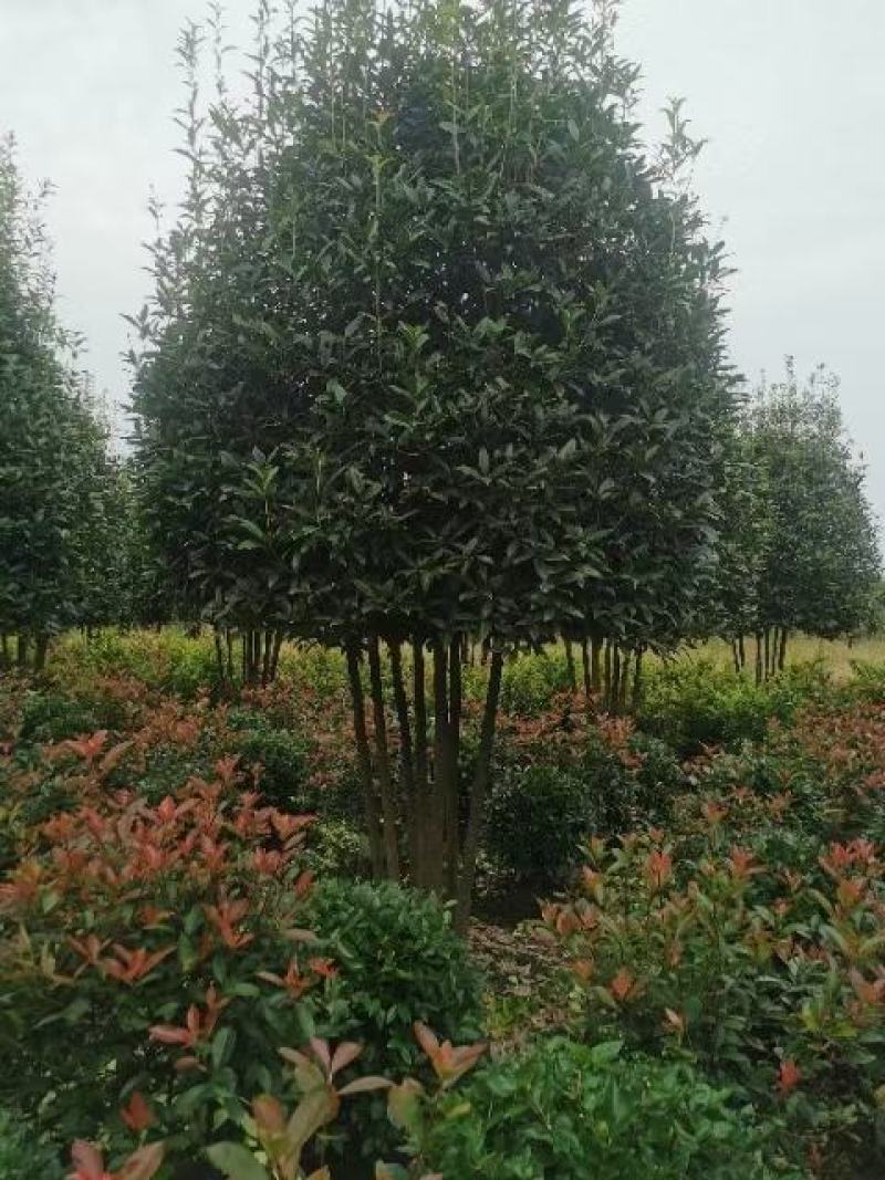 丛生桂花自家基地直销各规格齐全量大从优欢迎选购