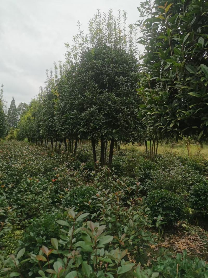 丛生桂花自家基地直销各规格齐全量大从优欢迎选购