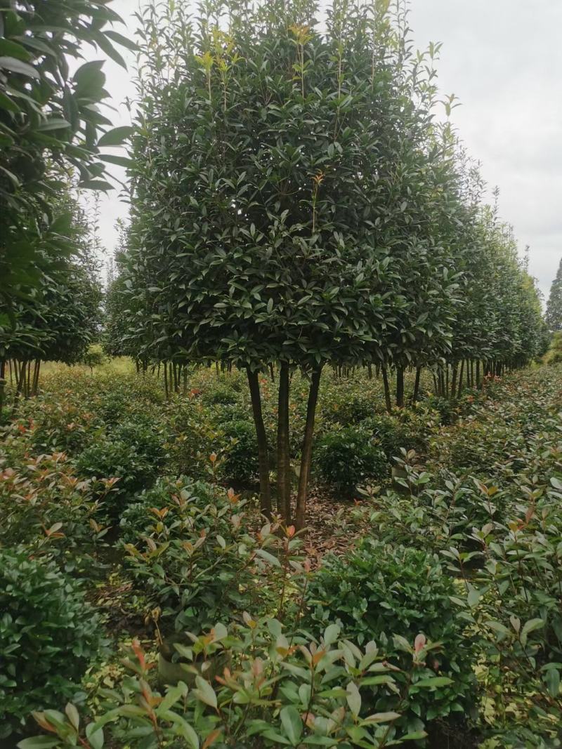 丛生桂花自家基地直销各规格齐全量大从优欢迎选购