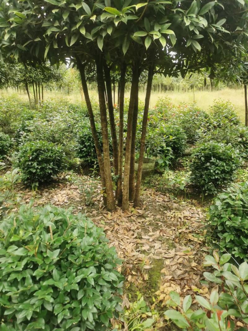 丛生桂花自家基地直销各规格齐全量大从优欢迎选购