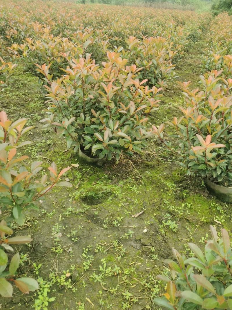 丛生桂花自家基地直销各规格齐全量大从优欢迎选购