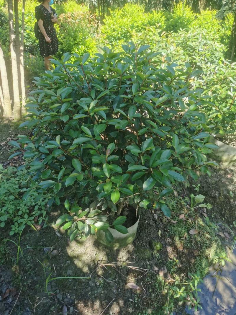 丛生桂花自家基地直销各规格齐全量大从优欢迎选购