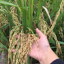 2021年9月17日刚出炉水稻稻谷新米香米