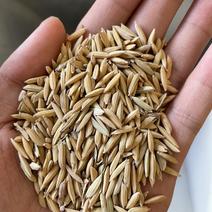 赣南山区自产优质生态稻谷，水分13.5，米质好口感香