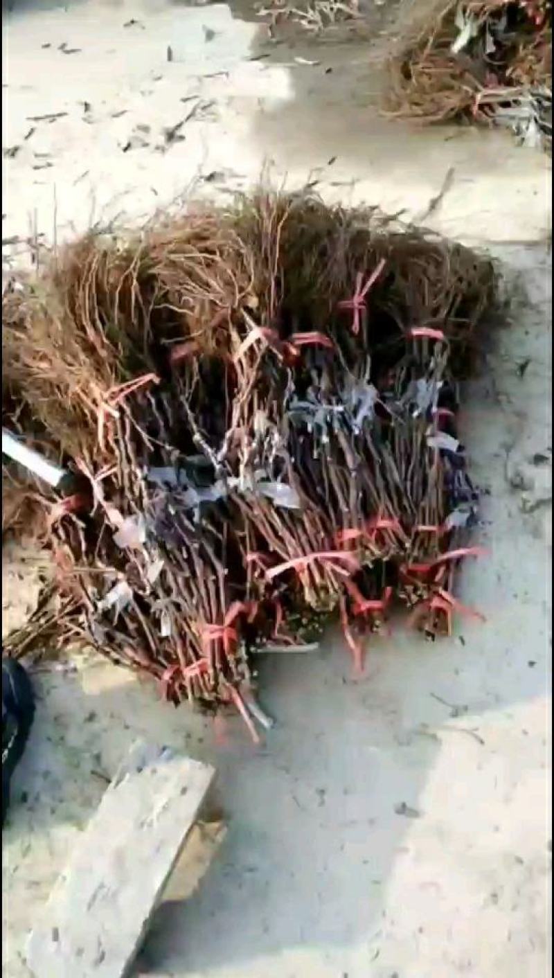 红巴拉多葡萄苗，假一赔十(每棵都精挑细选)