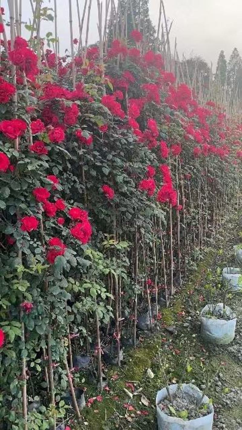 丰花月季自家基地直销各规格齐全量大从优欢迎选购