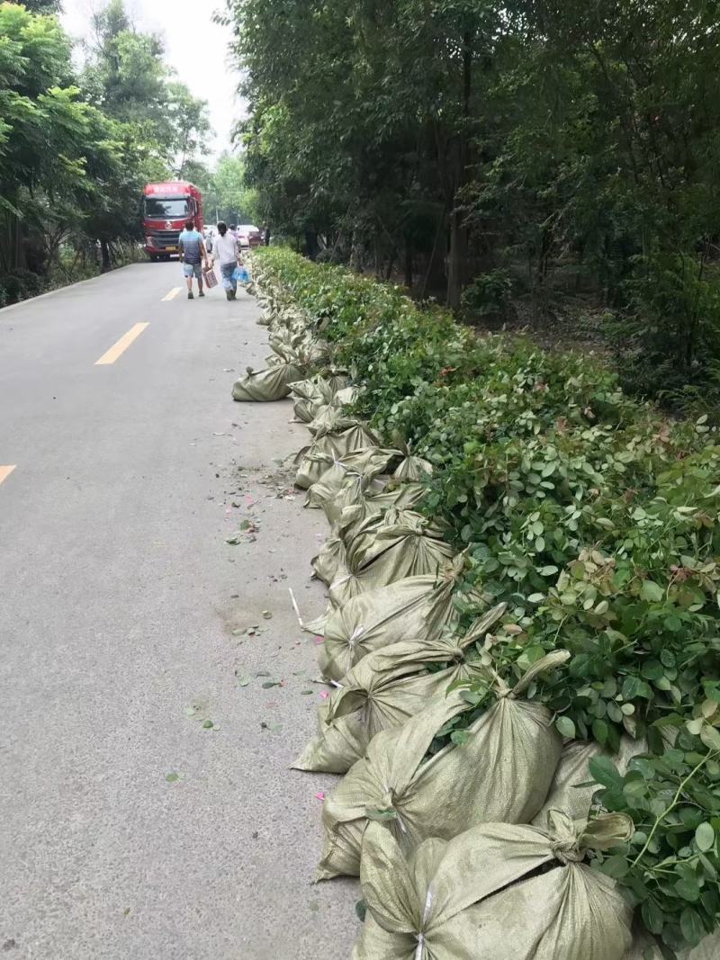 丰花月季自家基地直销各规格齐全量大从优欢迎选购